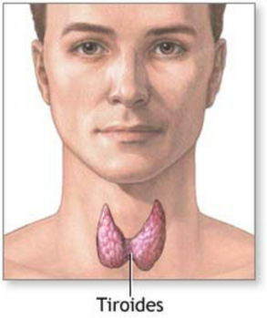 tiroides.jpg
